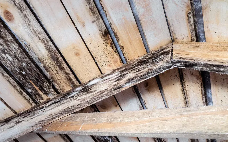 mold in attic