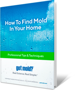 How to Find Mold InYour Home