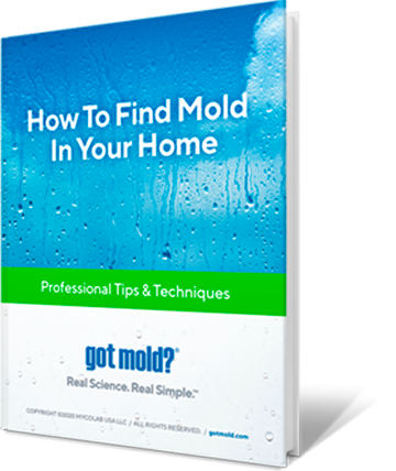 How to Find Mold InYour Home