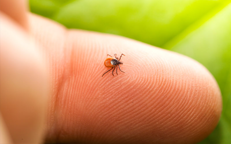 ticks can cause Mold Sickness & Lyme Disease