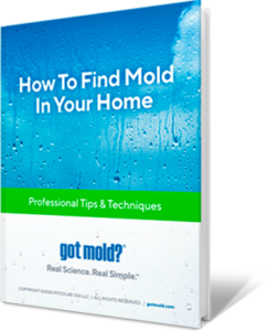 How to Find Mold InYour Home
