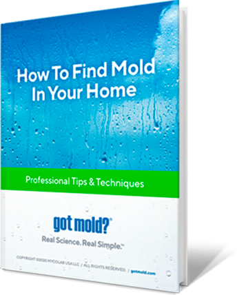 How to Find Mold InYour Home